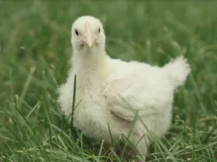 Выксунские сельхозтоваропроизводители продолжают обеспечивать жителей продукцией местного производства